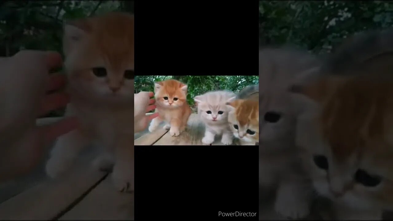 The funniest animals / Fun with cats and dogs @chcreation moratuwa
