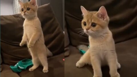 Cute cat find a friend to play watch this