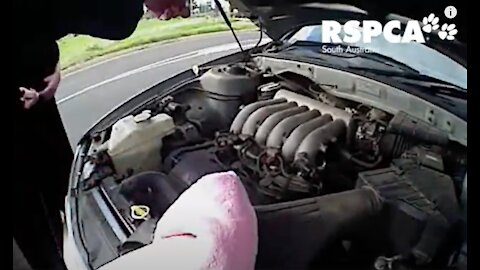 Kitten rescued from inside car engine