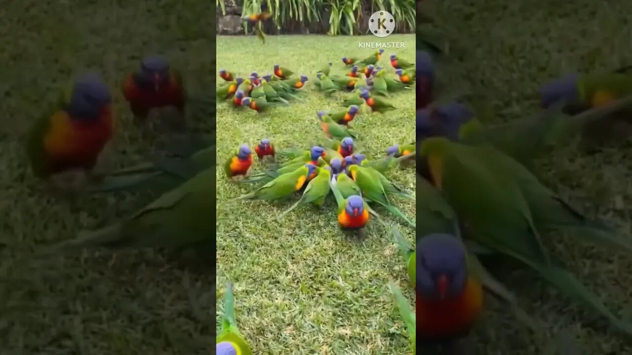 Parrots #birds #parrots #viral