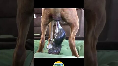 amazing dog birth #Shorts