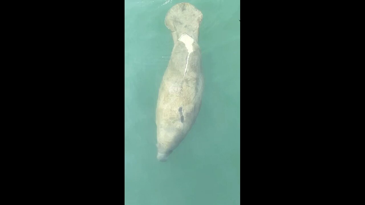 Manatee Revival