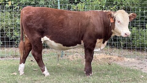 Registered Hereford Bull “PF 913C VICTOR OLAF 104J”