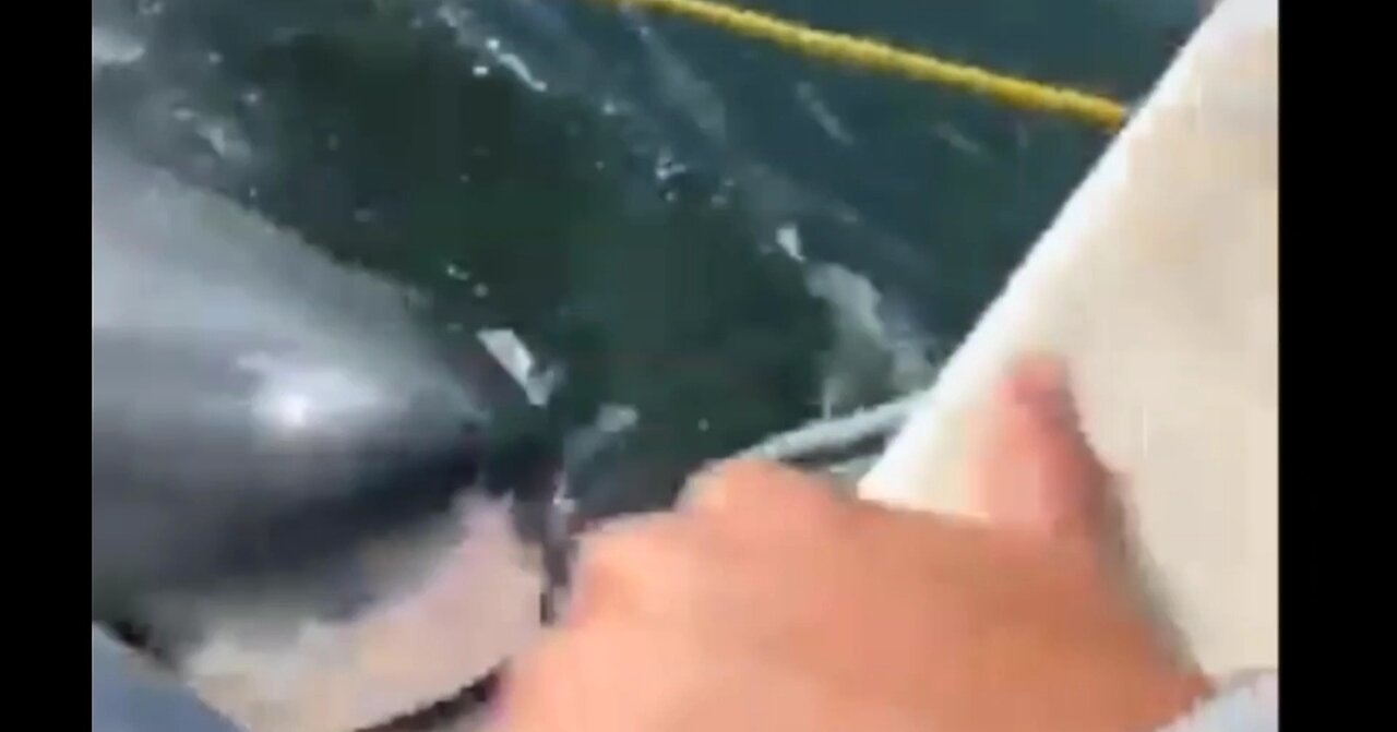 Shark attacking a fishing boat