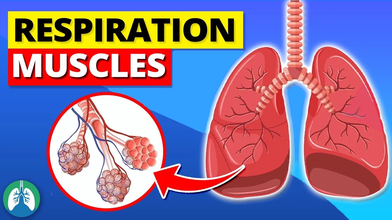 Muscles of Respiration *EXPLAINED* 🫁