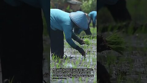 How Bali's Secret Irrigation System Creates the World's Most Beautiful Rice Terraces #bali #shorts