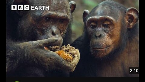 Chimpanzees Dig for Their Dinner | 4K UHD | MammalsBBC Earth