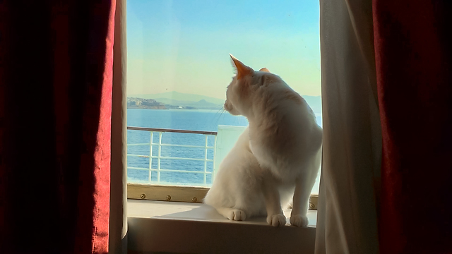 Bobtail Cat Traveling by Ship in Greece - 10 Hour Trip