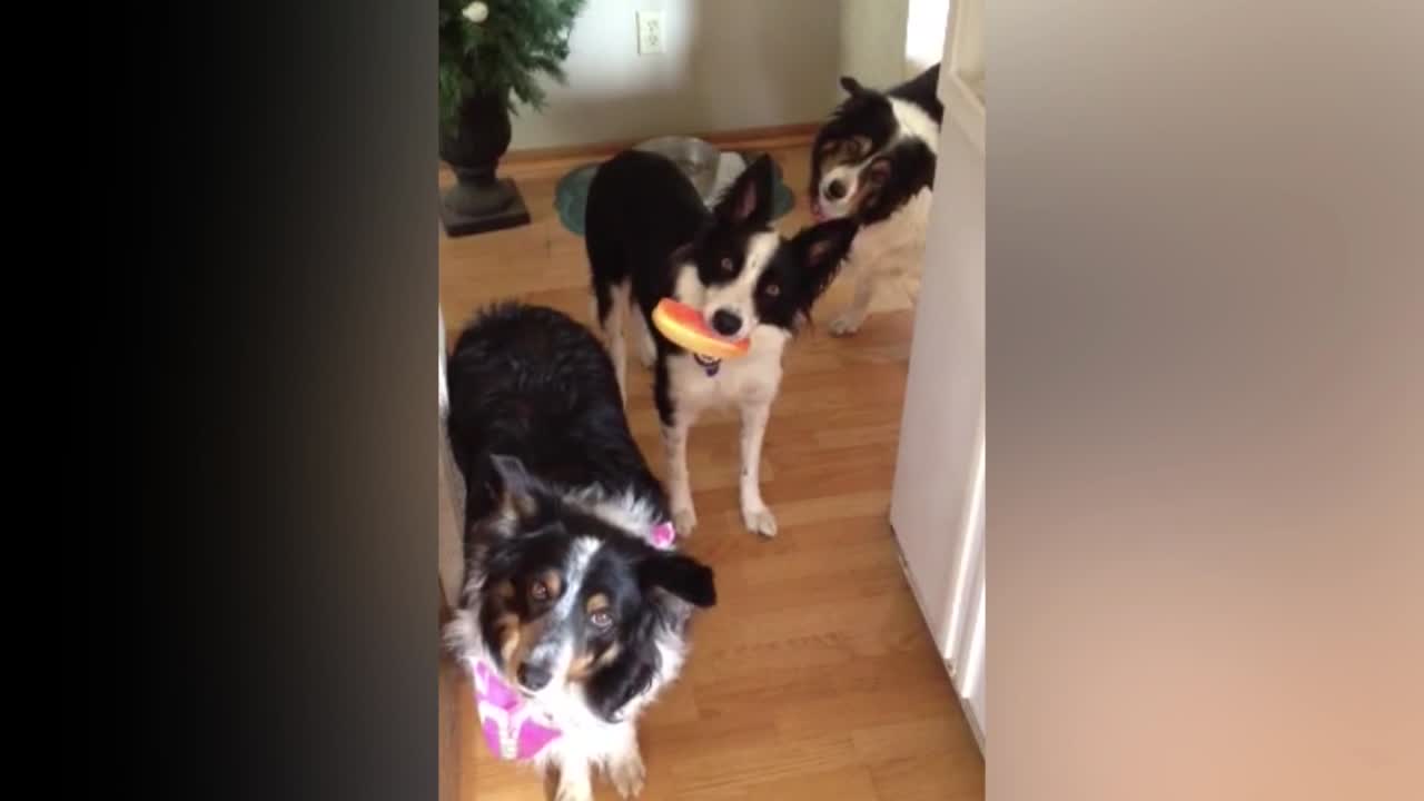 Border Collies