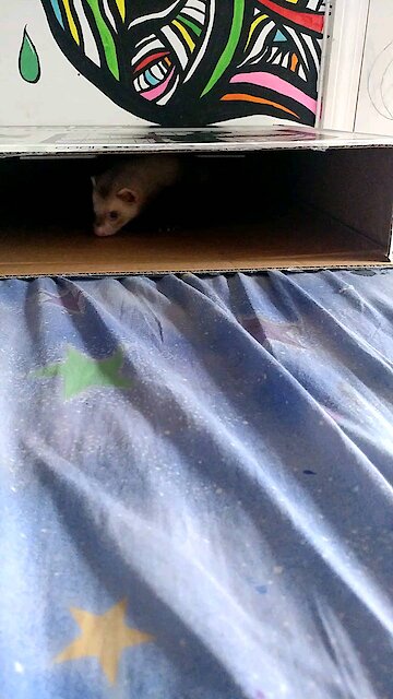 Ferret got a box