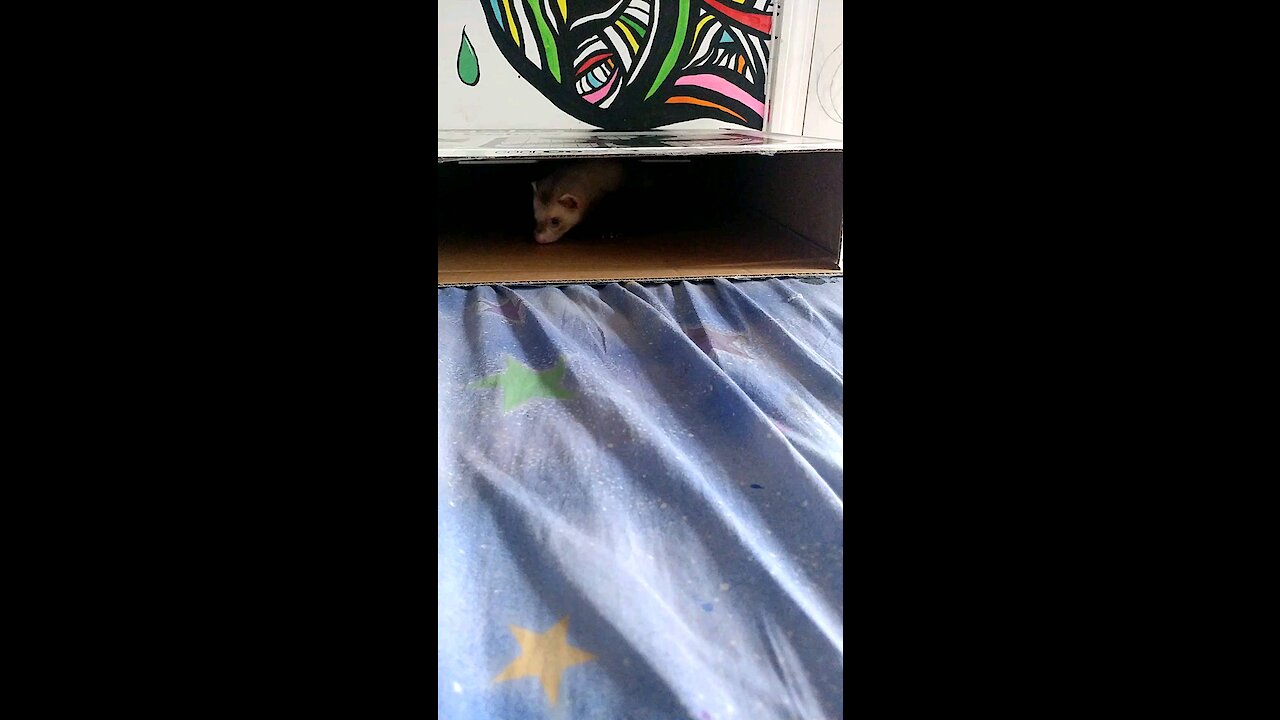 Ferret got a box