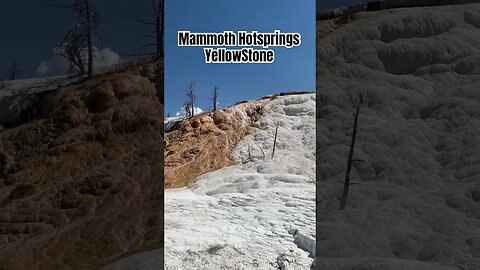 Mammoth Hot springs | Yellowstone National Park #short #shorts