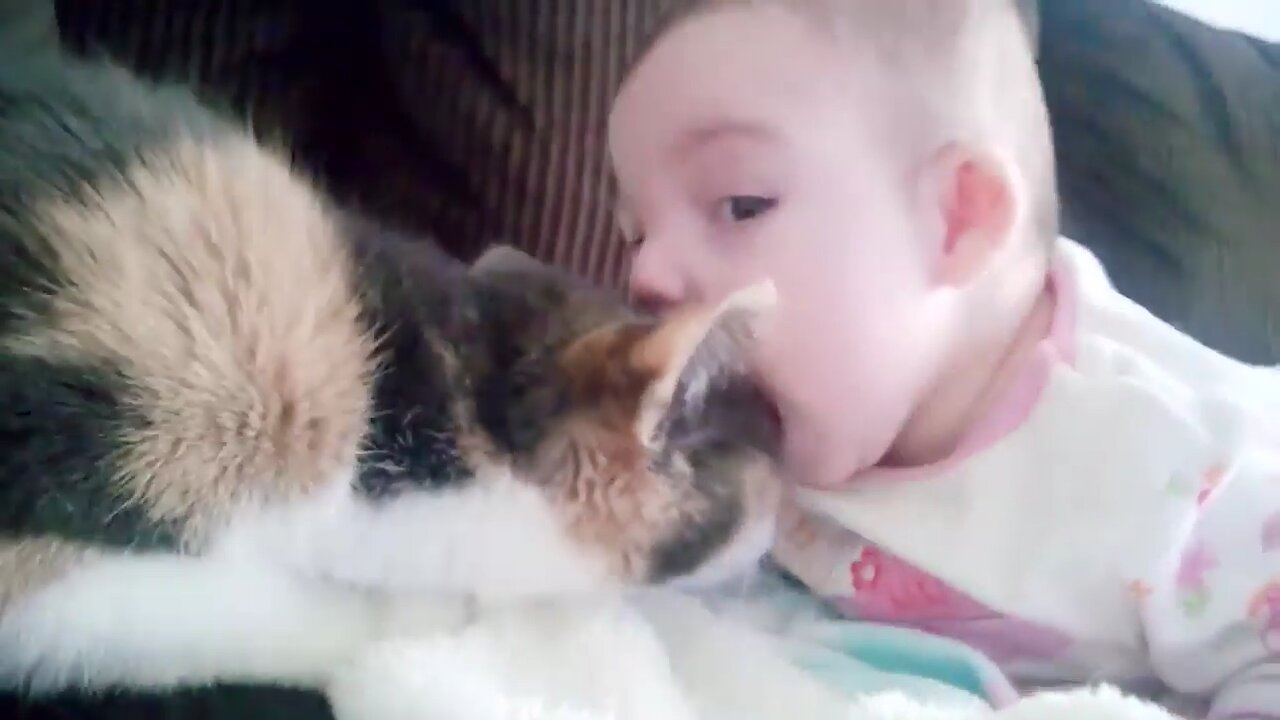 Cat Loves Owner childbaby and childres most loves.