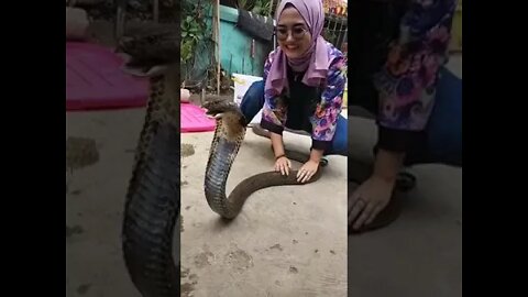 PAWANG COBRA CANTIK || #short