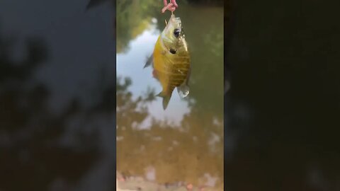 3rd fish of the day! Bluegill! #fishing #outdoors #nature
