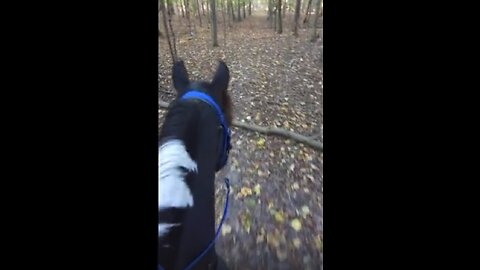 Justice - come along for a farm land trail ride - 9 Oct 2024