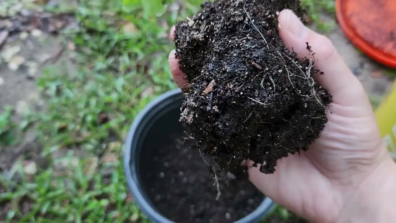 Repotting Stevia