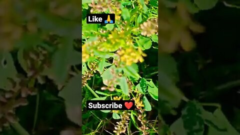 laundiya 😂😘shorts,#shorts,joke fun shorts,minecraft shorts,short,joke fun shorts youts #shorts