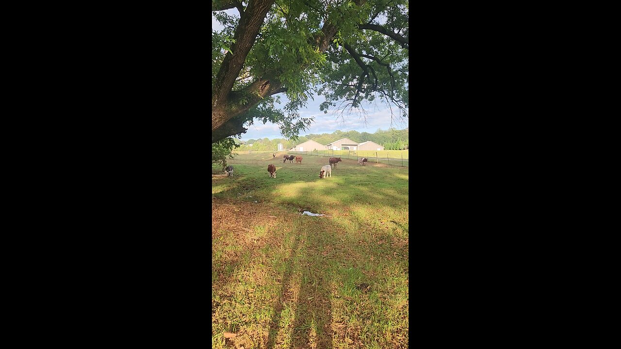 Cows and calves grazing.