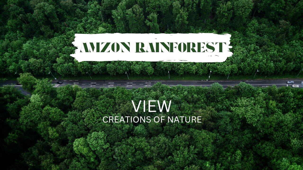 Amazon wildlife | Amazon rainforest | world of the wild | Amazon jungle