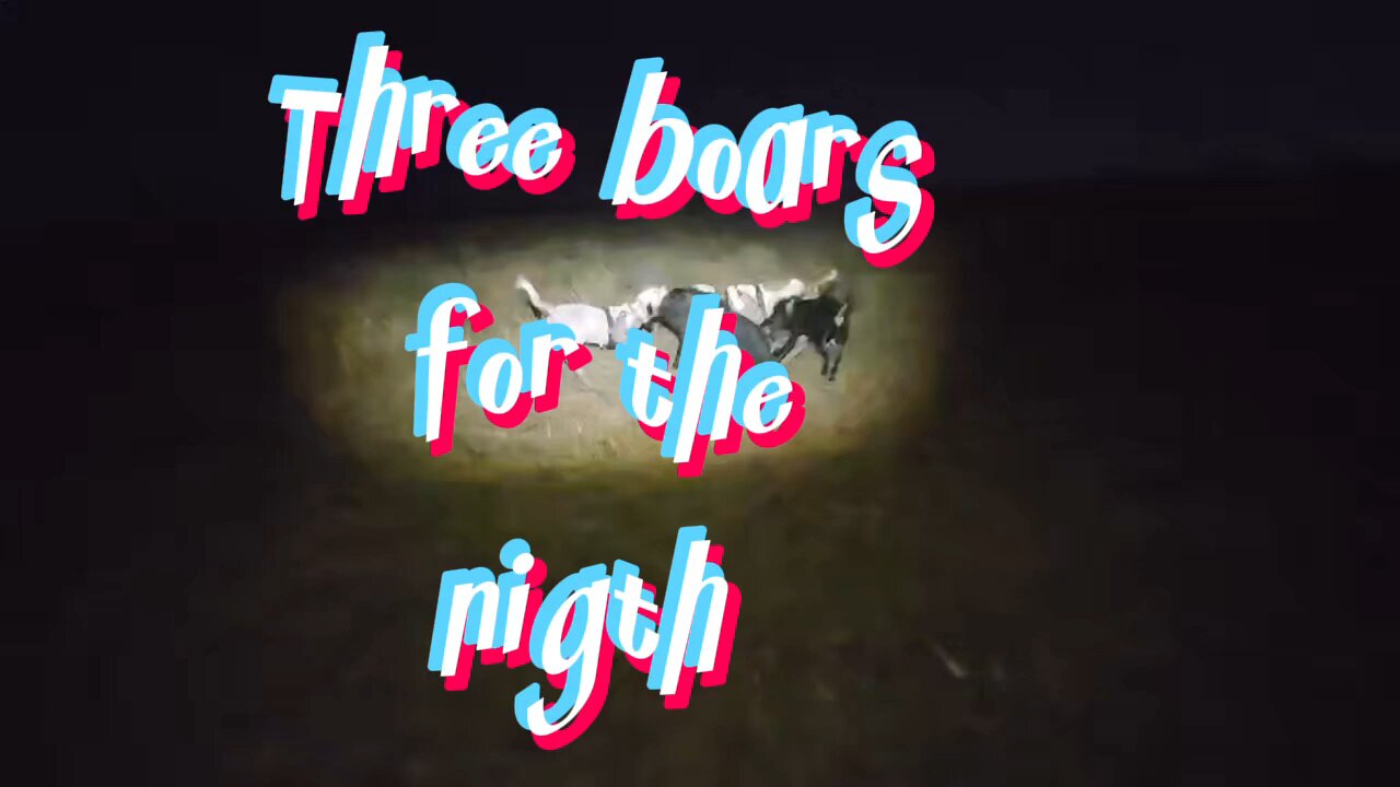 Three boars for the nigth