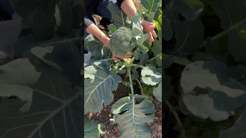 Harvesting Fall Broccoli in Ohio 🥦 Zone 6