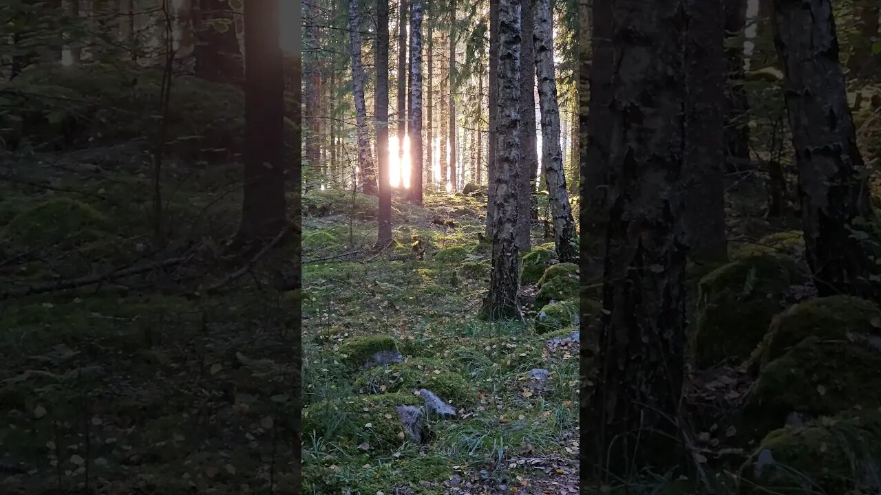 sun rays:natures disco lights. #forest#swedennature#swedishforest