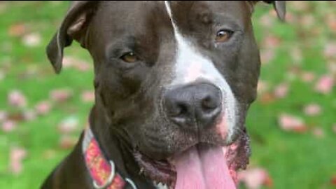 Relaxed dog slowly licks his leg