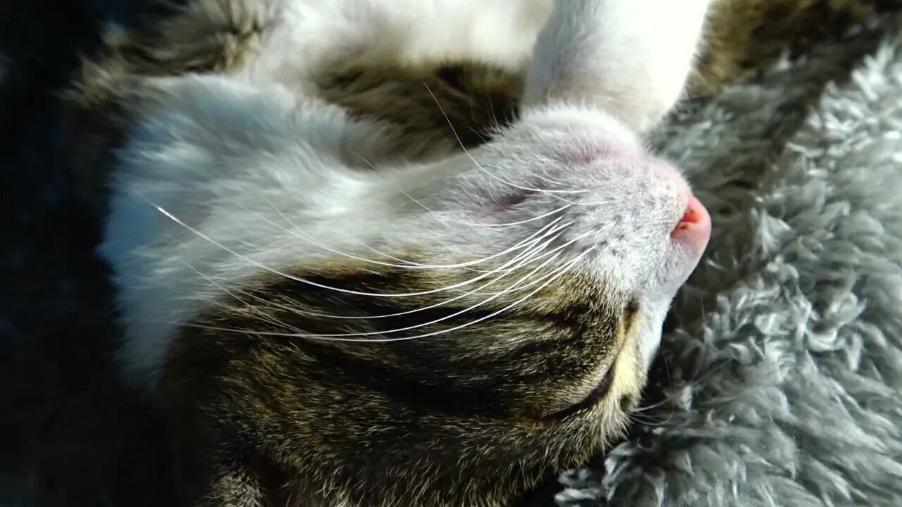 Cute Kitten Sleeps Upside Down Like a Bunny - Süßes Kätzchen schläft kopfüber wie ein Hase