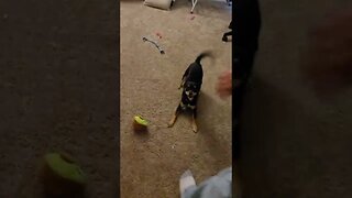 Snickers excited to see Daddy