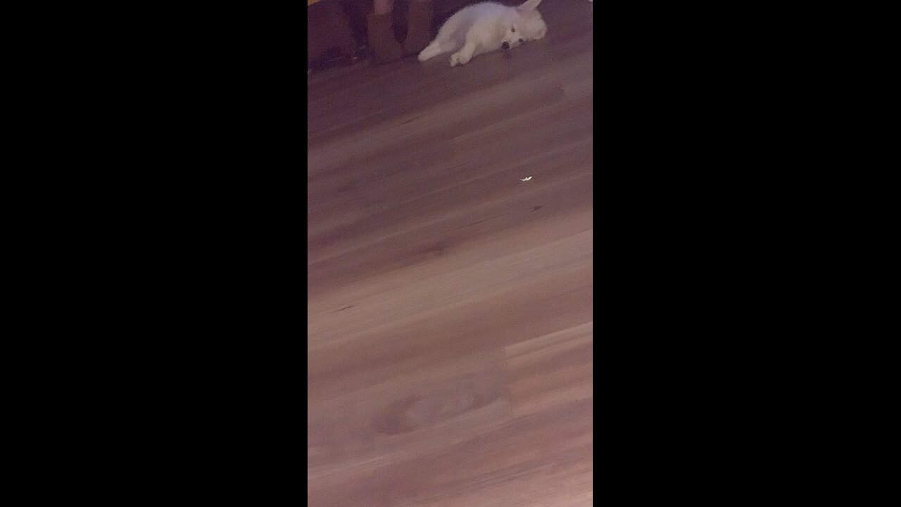 Kimchi the puppy fallen asleep on the floor