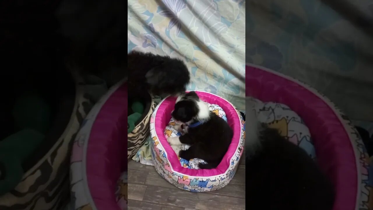 Sandee's Home and Meets Oreo