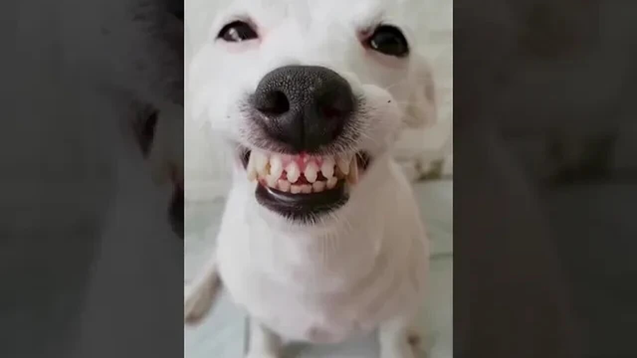 cute puppy ❤️