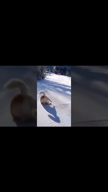 love this! #freedom #fun #snow #ski #sking #dog #dogs #pets #love #sun #furbabies