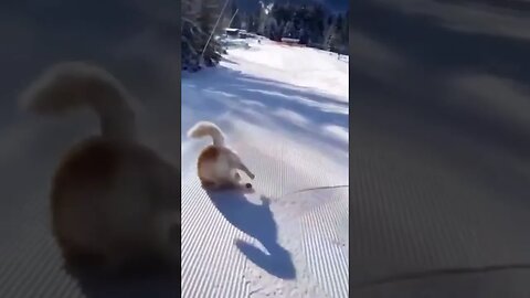 love this! #freedom #fun #snow #ski #sking #dog #dogs #pets #love #sun #furbabies