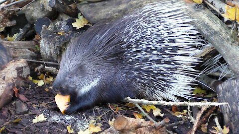 Porcupine Breakfast