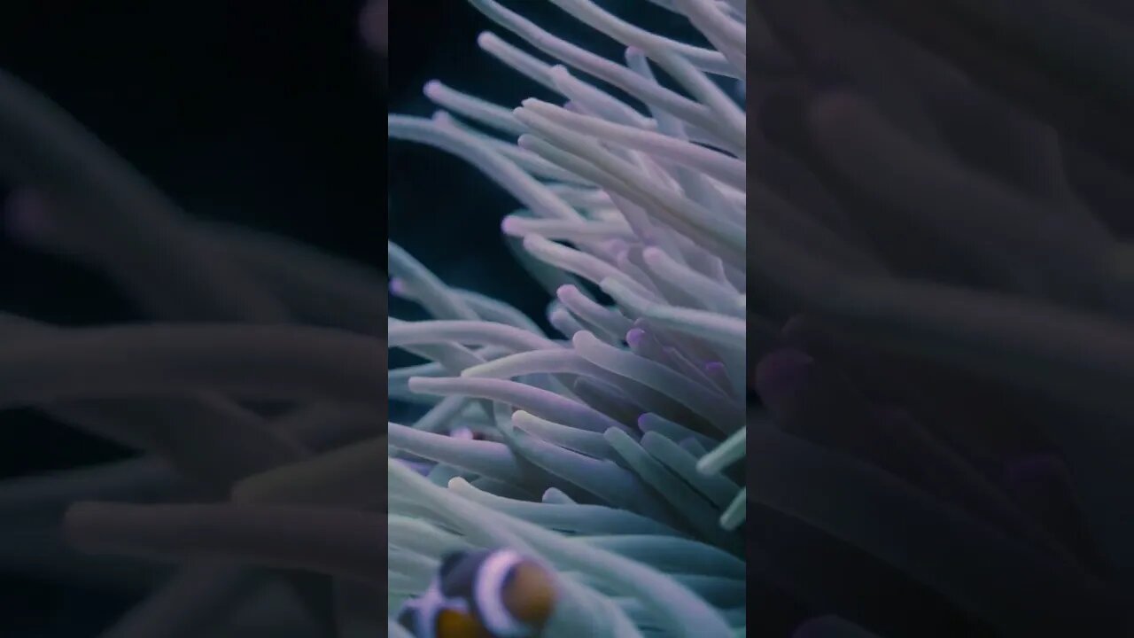 inside ocean 💙 ♥️ ❤️ ✨️ #short #shortfeed #trending