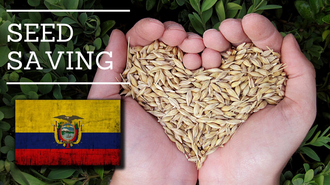 How Seed Saving Transforms Agriculture in Ecuador