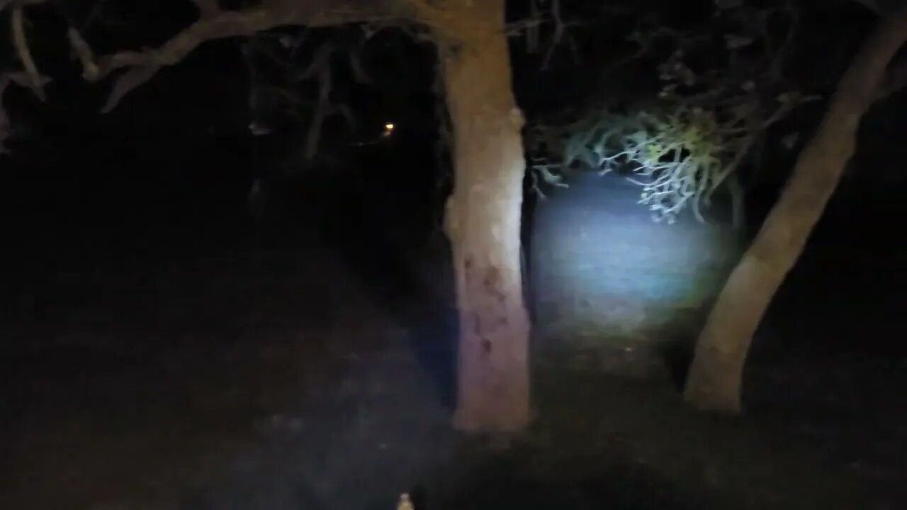 Nightly critter check