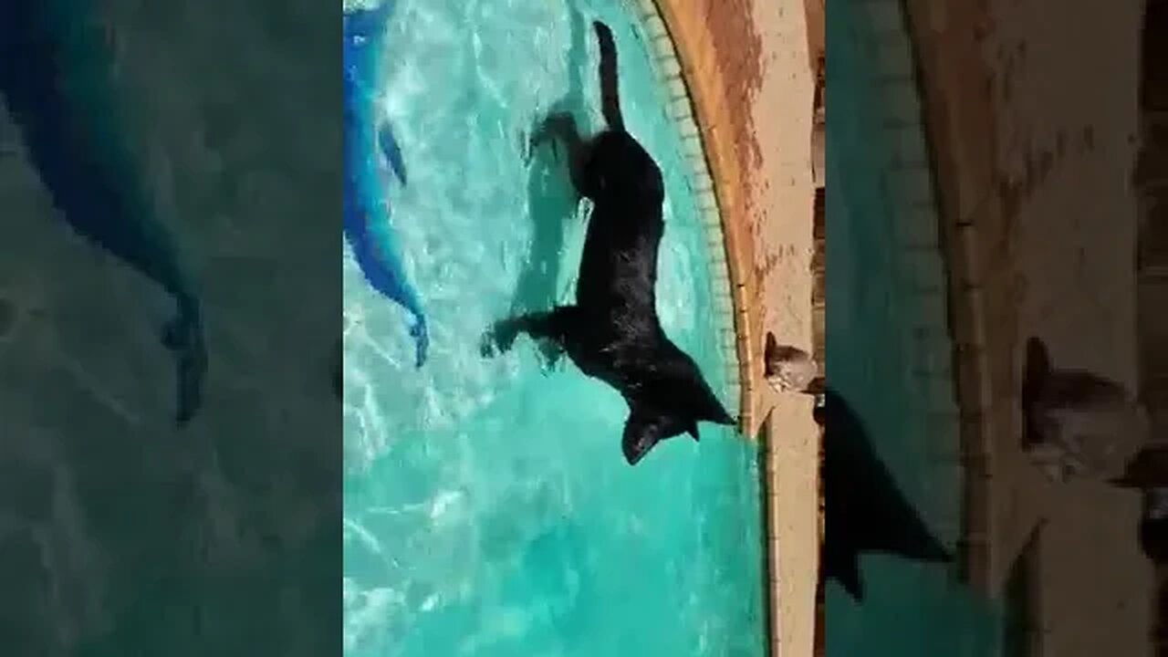 our malenestic wolf "shadow" taking a swim