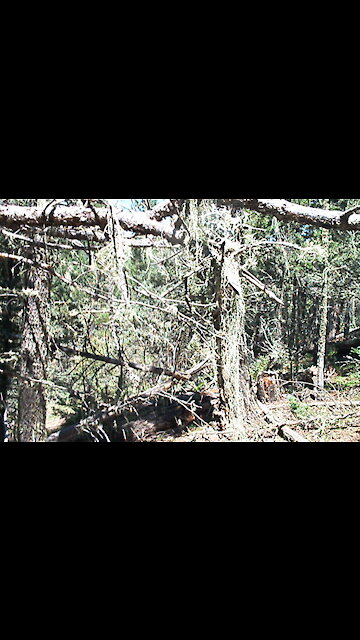 Angel Fire NM - heavy snow at the condo - looks out on alpine forest