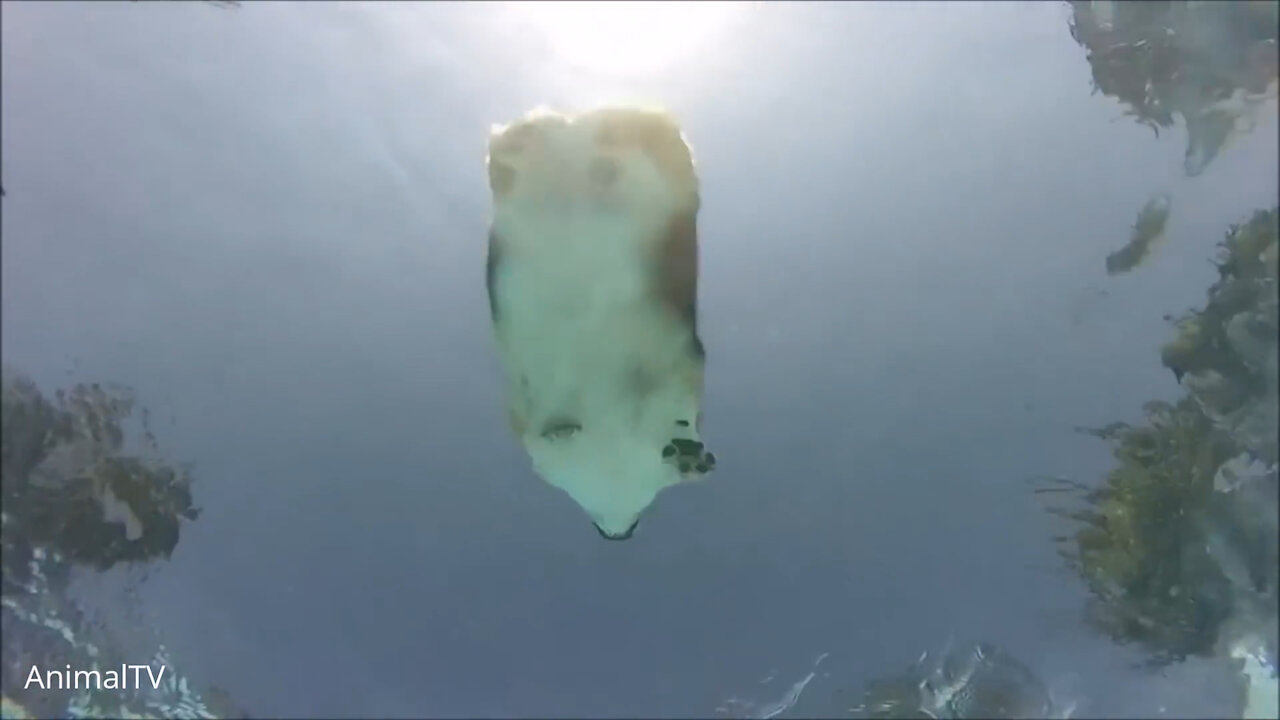 Cute corgi looks like a loaf of bread in water