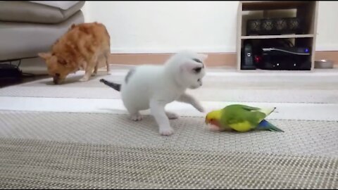 #Friendship Cat,parrot and Dog are playing