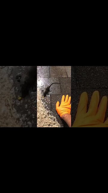 Corny Rat Joke #poo #tickets #ravedump.com/rat