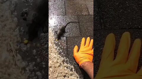 Corny Rat Joke #poo #tickets #ravedump.com/rat