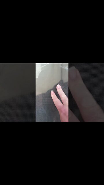 Kitty at the window #shorts #shortsvideo #shortsfeed #youtubeshorts #catvideos #cat