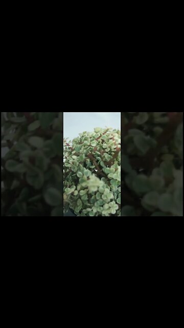 Variegated Dwarf Jade (Portulacaria Afra) Bonsai #shorts