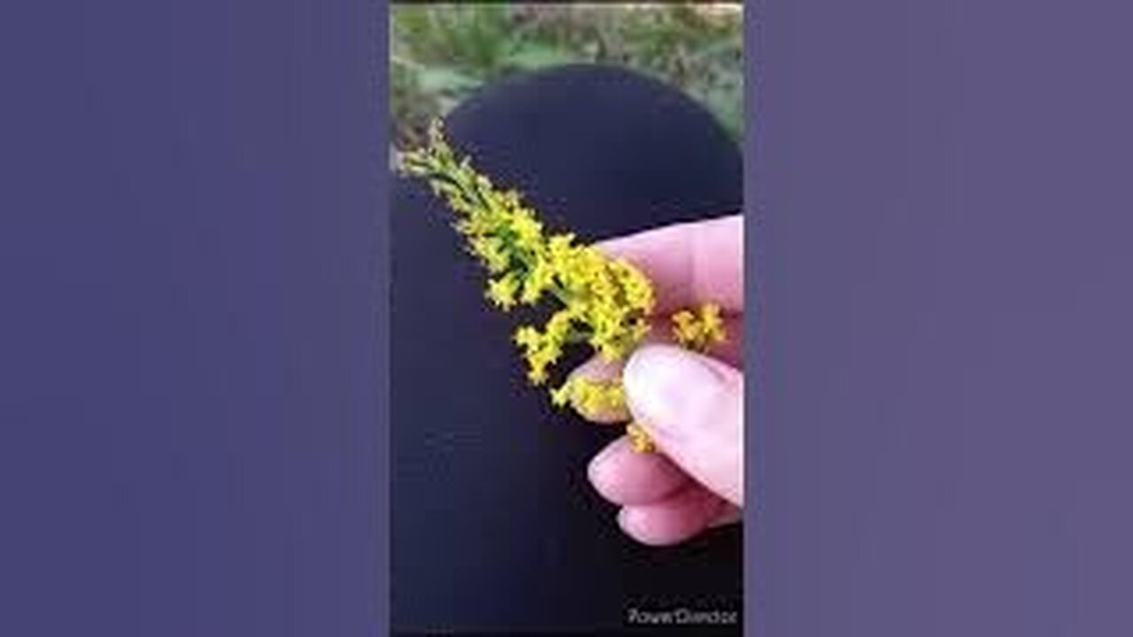 Comparing Goldenrod Pollen vs. Ragweed Pollen 2024