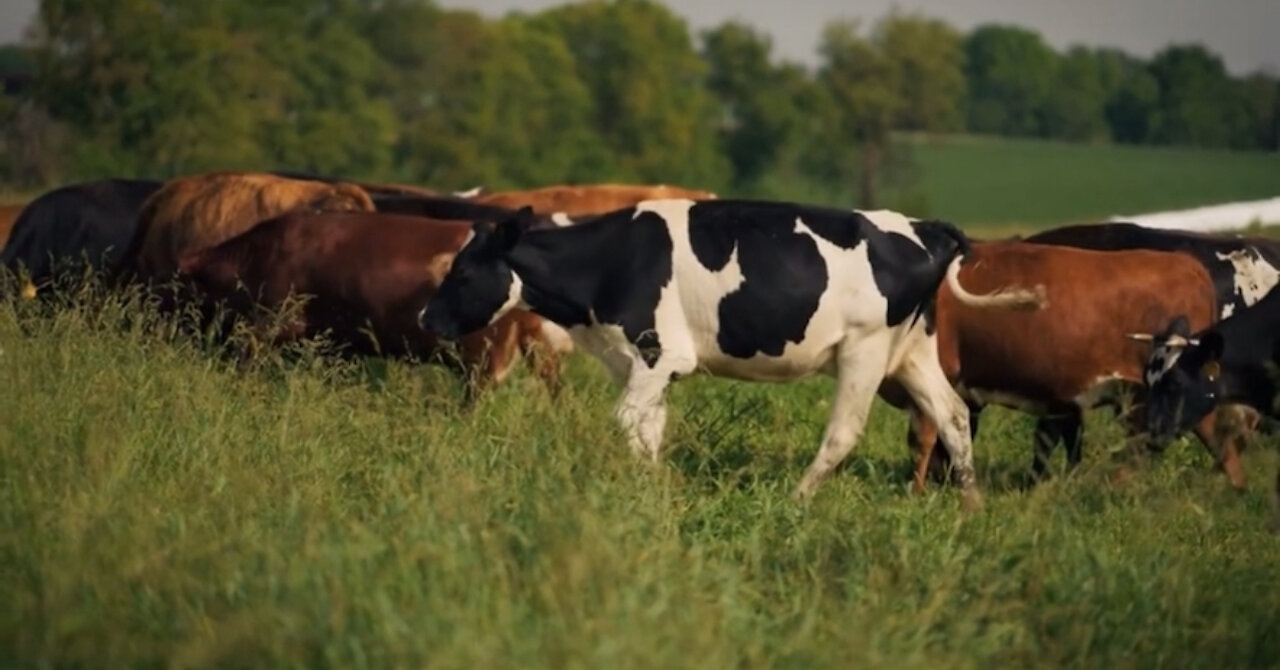 Everything You Always Wanted to Know About Raw Milk (But Were Afraid to Ask)