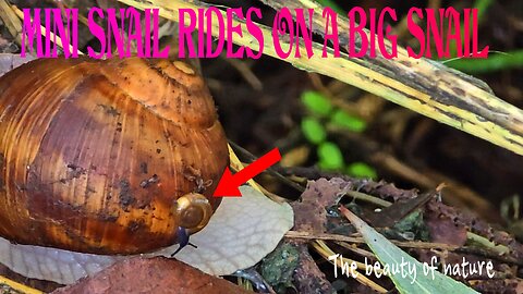 Mini snail rides on a big snail / beautiful animal nature video / beautiful nature observation.